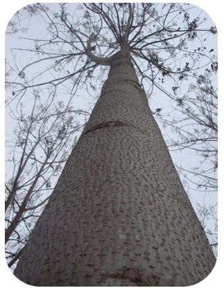 Oxytree. Szybko rosnace drzewo