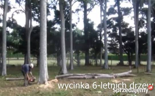 Oxytree. Szybko rosnace drzewo