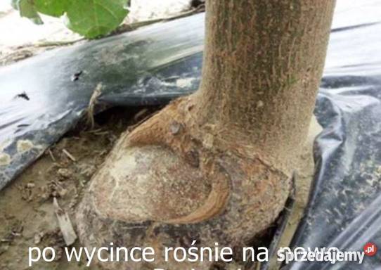 Oxytree. Szybko rosnace drzewo