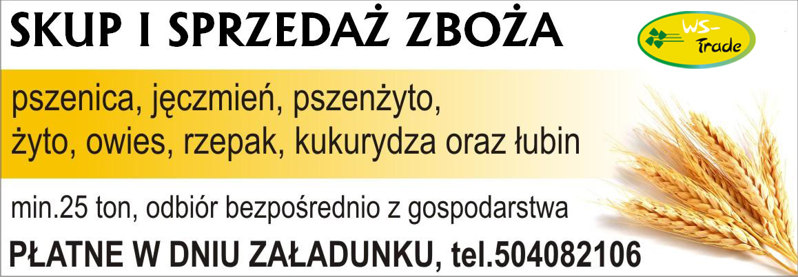 skup pszenicy- kupię pszenicę