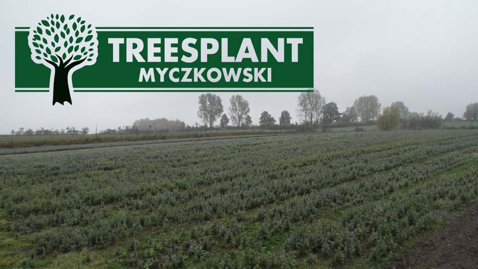 Sadzonki Jodły Kaukaskiej i Świerka Srebrnego oraz Pospolitego