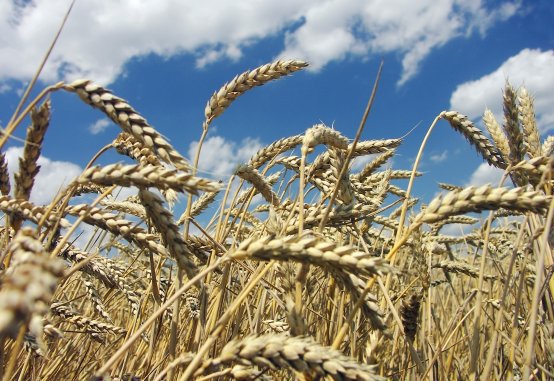 Kupię zboża ekologiczne i w okresie konwersji! Atrakcyjne ceny! Szybka płatność!