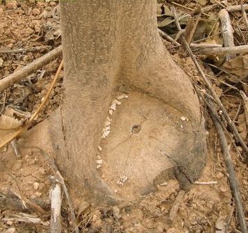 Drzewa szybko rosnące - OXYTREE