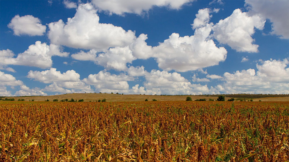  Ukraina. Siano lakowe 70 zl/tona, 