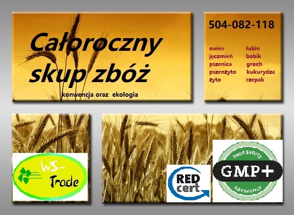 Skup zbóż całoroczny