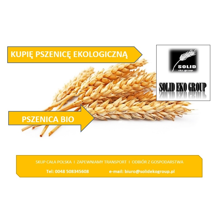 Kupię pszenicę ekologiczną