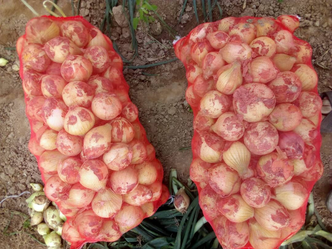 CEBULA sprzedaz od 20 ton.  z nowych zbiorów