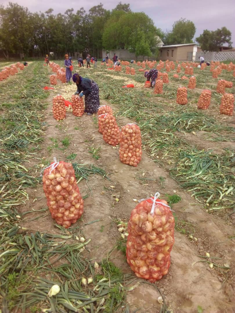 CEBULA sprzedaz od 20 ton.  z nowych zbiorów