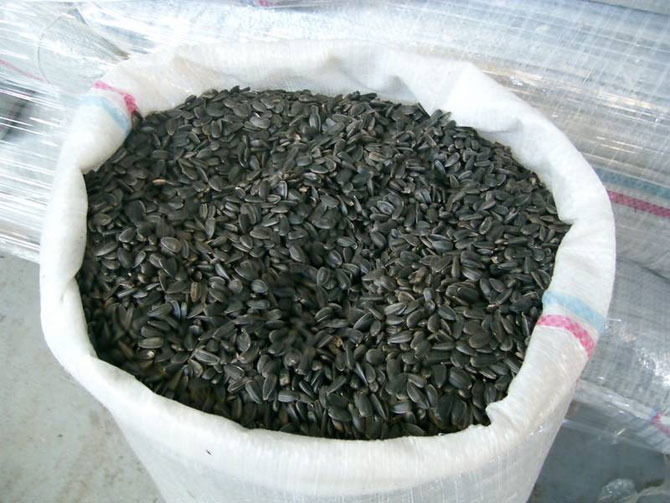 Slonecznik 1,5 zl/kg konfekcyjny od producenta. Soczewica zielona, olej z pierwszego tloczenia