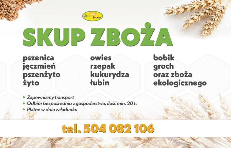 kupię słonecznik